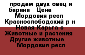 продам двух овец и барана › Цена ­ 6 000 - Мордовия респ., Краснослободский р-н, Новая Карьга с. Животные и растения » Другие животные   . Мордовия респ.